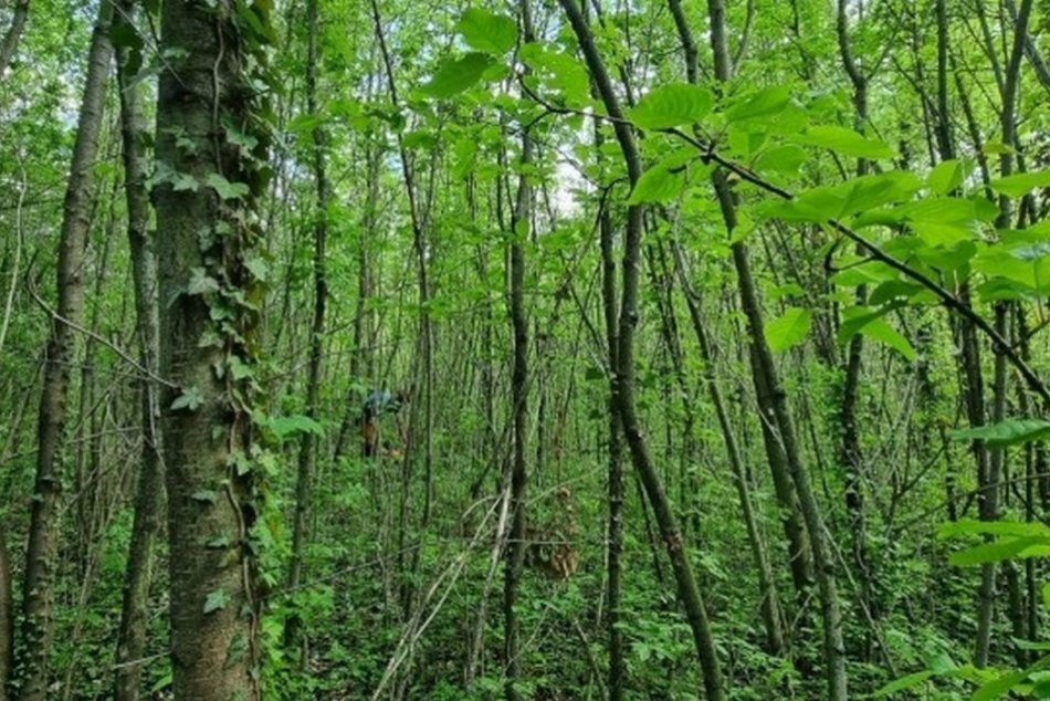 OBRAZOM: Mesto rozšíri lesopark o ďalších 1,5 ha