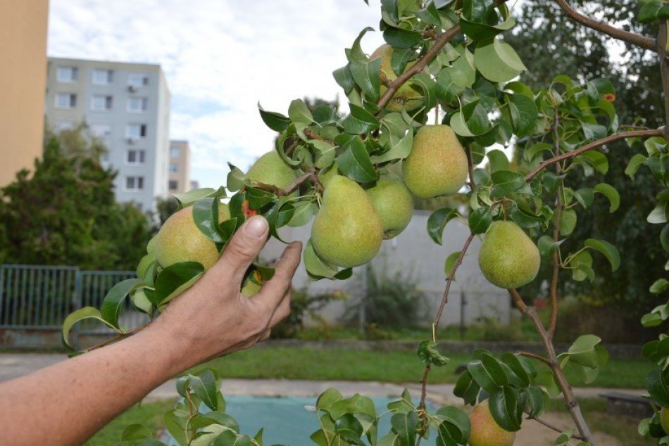 Hruška na dvore MŠ Hollého