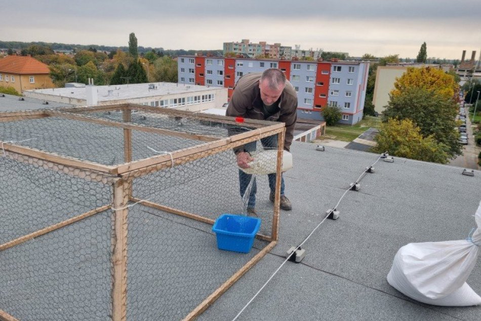 V Šali odštartovali odchyt holubov
