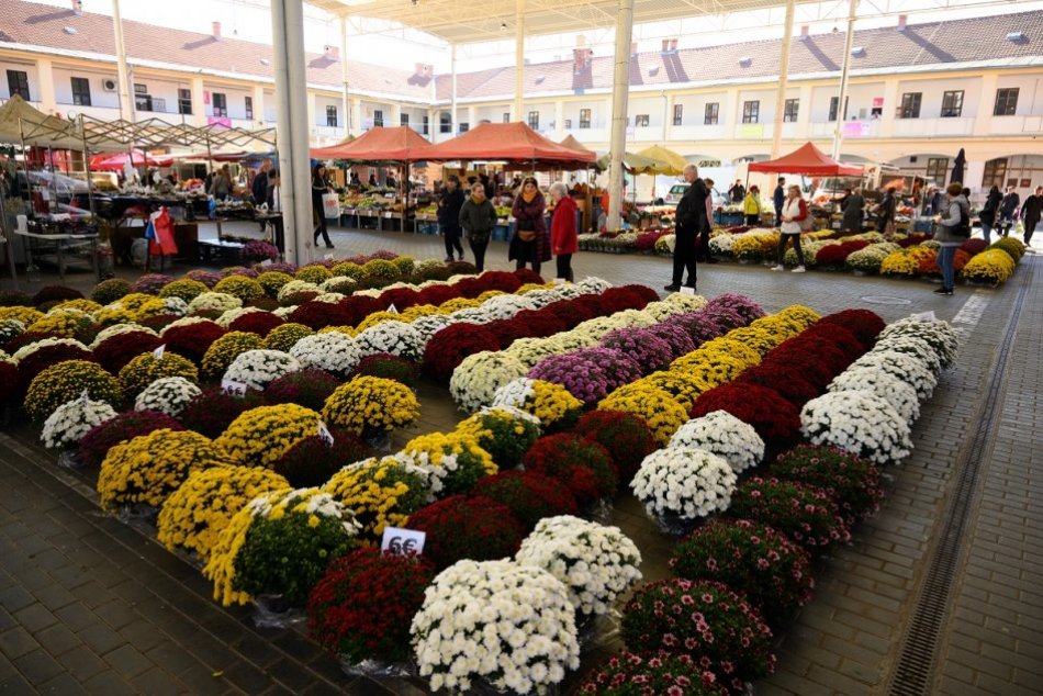 Nitriansku tržnicu pred dušičkami opäť zaplavili chryzantémy: Sú drahšie?