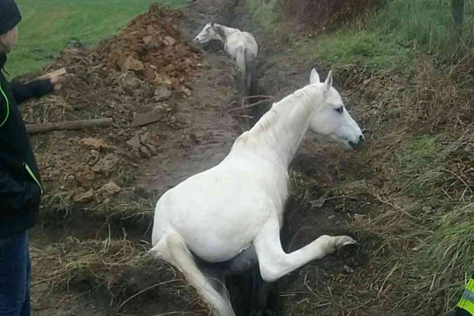Záchrana koňov dopadla dobre