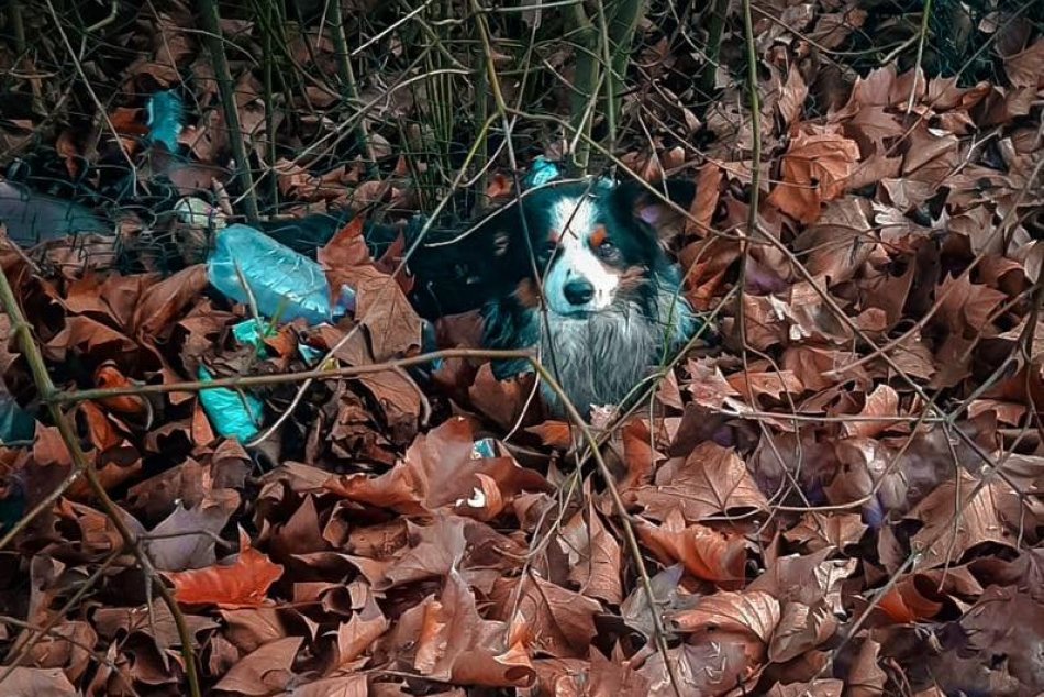 Nitrianski policajti zachránili malého psíka