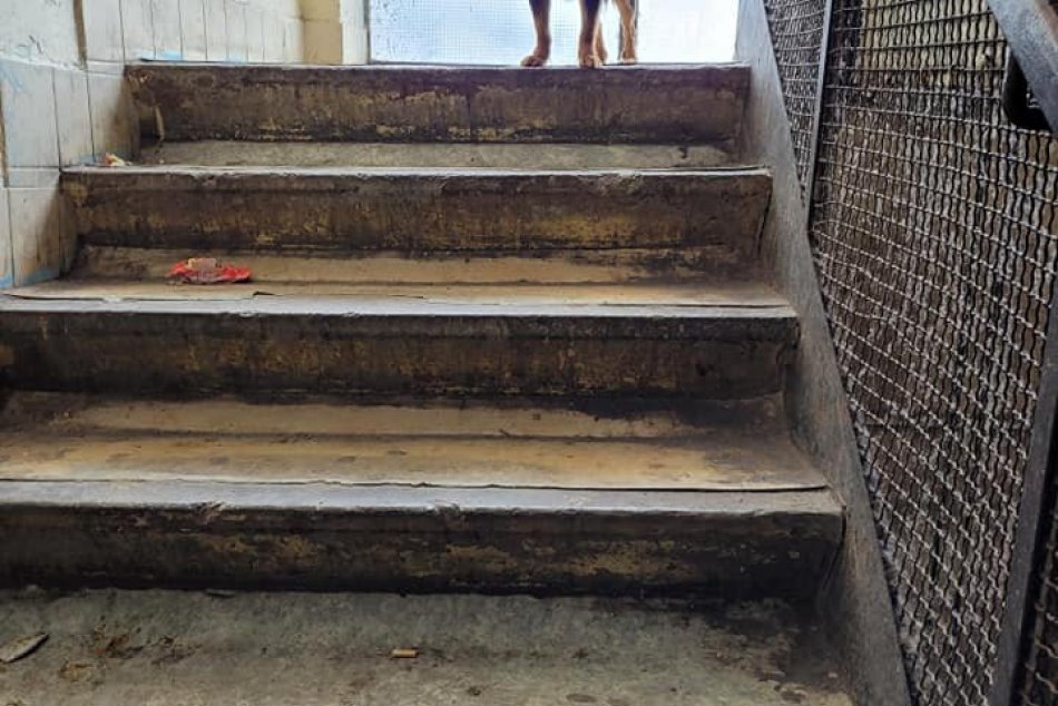 V OBRAZOCH: Majitelia psov sa na Internátnej ulici podrobili osvete