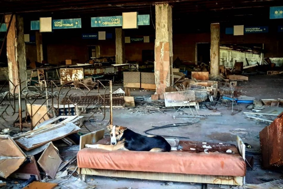 FOTO: Psy z Černobyľu prežili a takto sa im darí!