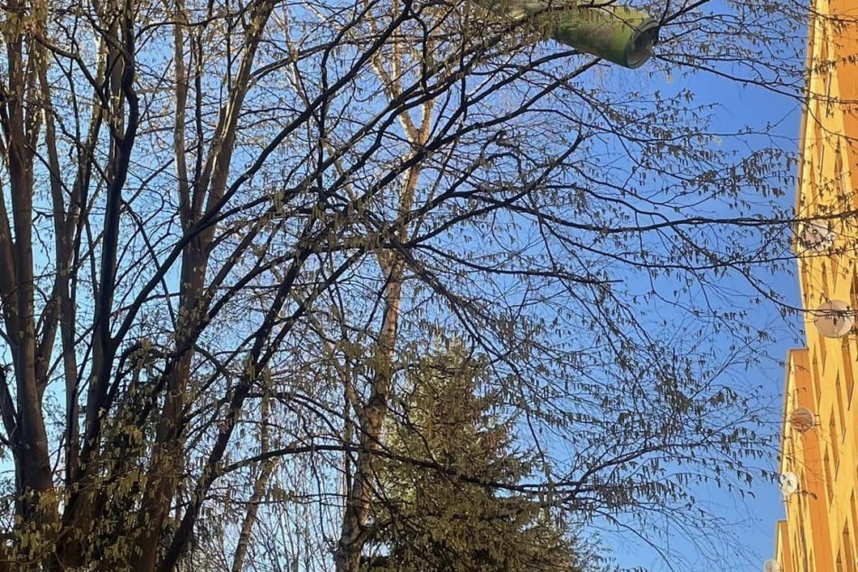 Objektívom: Koberec sa v Prešove zachytil na strome po tom, čo ho niekto vyhodil