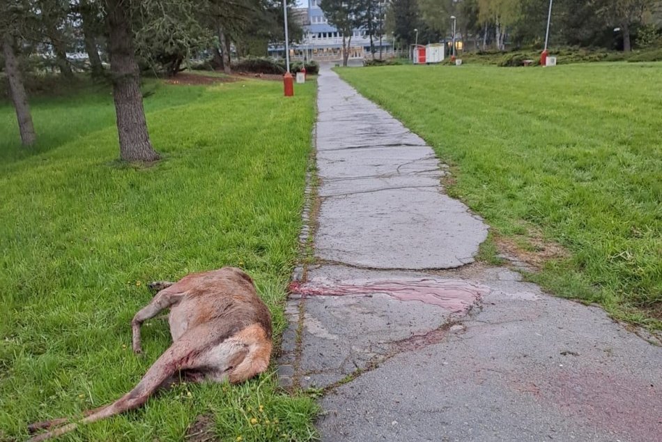 Útok vlka pri nemocnici v Brezne