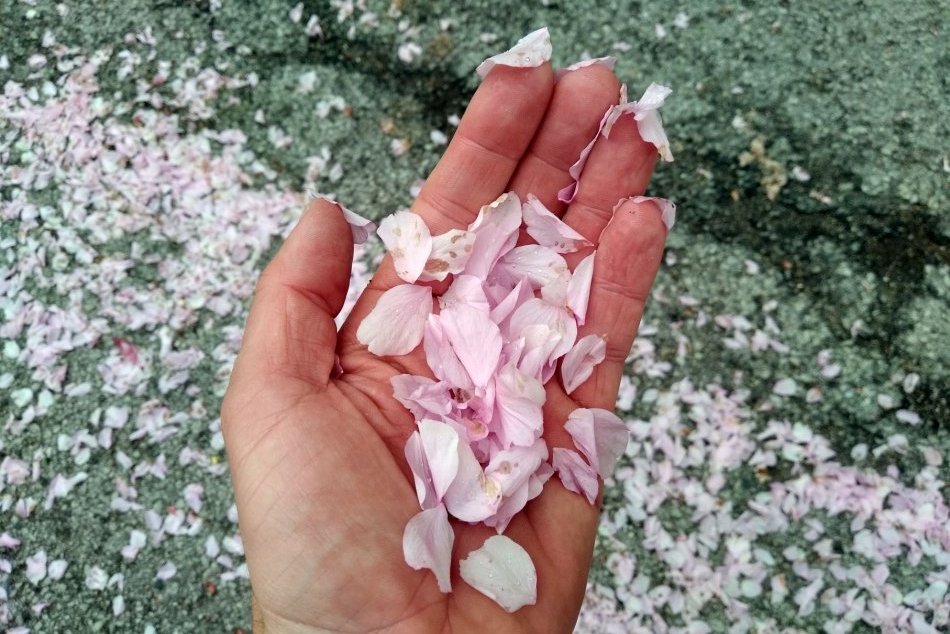 V OBRAZOCH: Jilemnického ulicu zdobia ružové sakury