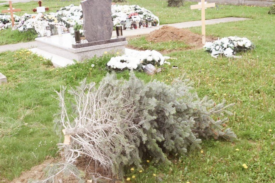 Vandal spílil nové stromy na cintoríne