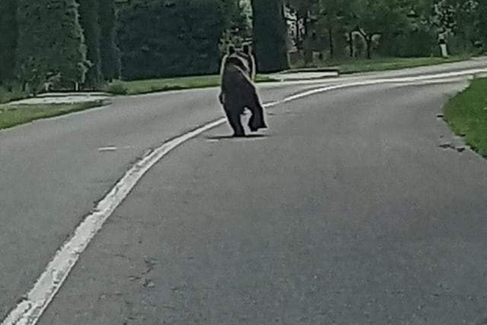 V OBRAZOCH: Medveď sa preháňal ulicami Detvy