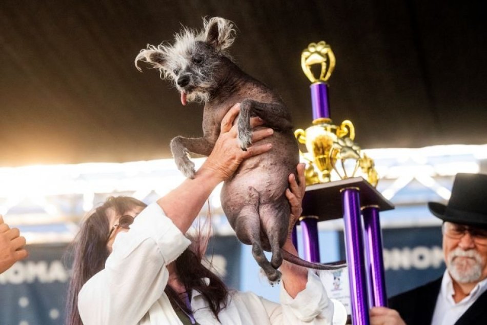 Súťaž o najškaredšieho psa vyhral čínsky chocholatý pes z Arizony