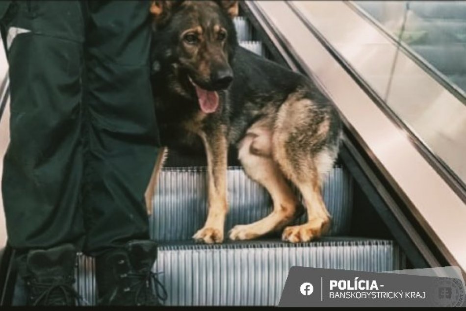 V OBRAZOCH: Policajné psy navštívili bystrické nákupné centrum