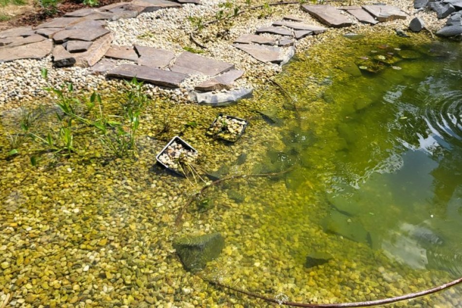 Jazierko pre žaby v mestskom parku v Košiciach