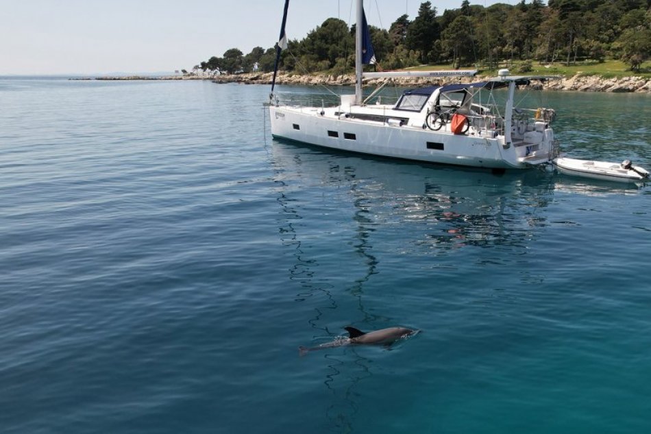 Delfíny na pobreží Chorvátska
