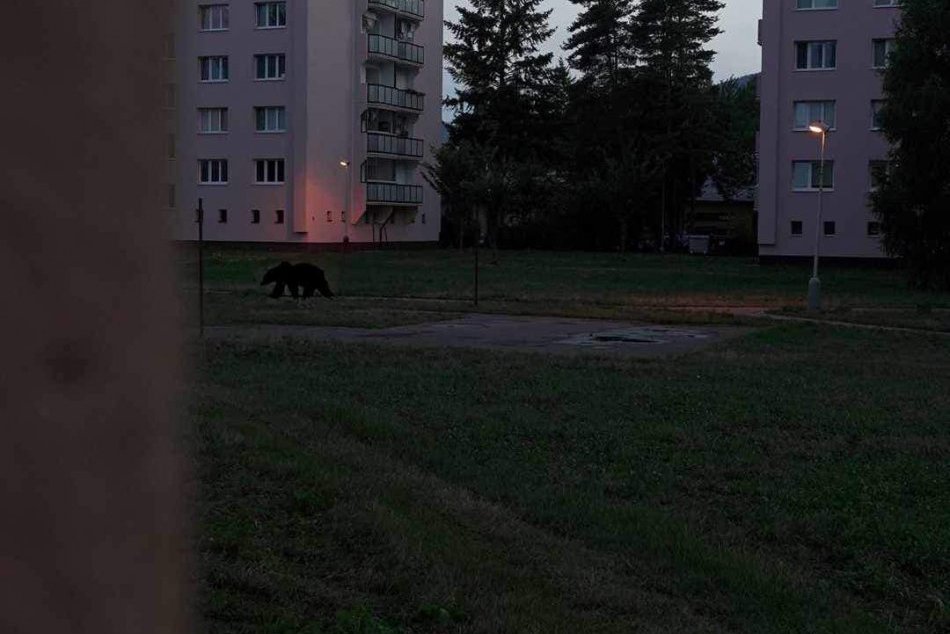 Medveď medzi bytovkami v Martine bol HOAX