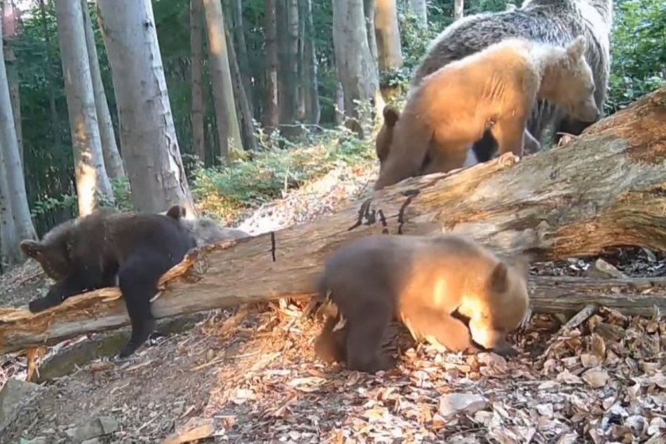 Medvedica a jej päť mláďat zachytených na Kysuciach