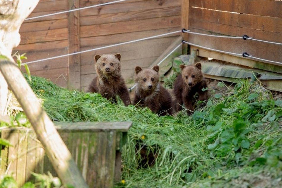 Tatranské medvedie siroty našli nový domov v košickej ZOO, FOTO