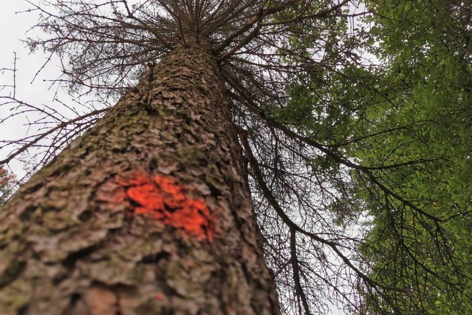 V OBRAZOCH: Lykožrút naďalej likviduje stromy vo zvolenských parkoch