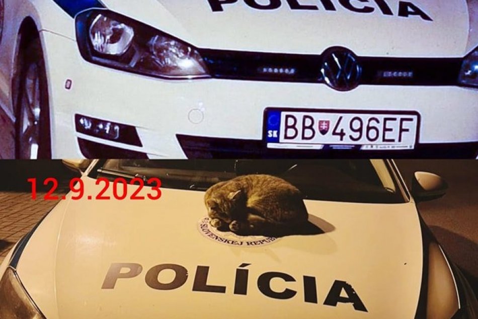 Mačka si ustlala priamo na policajnom aute