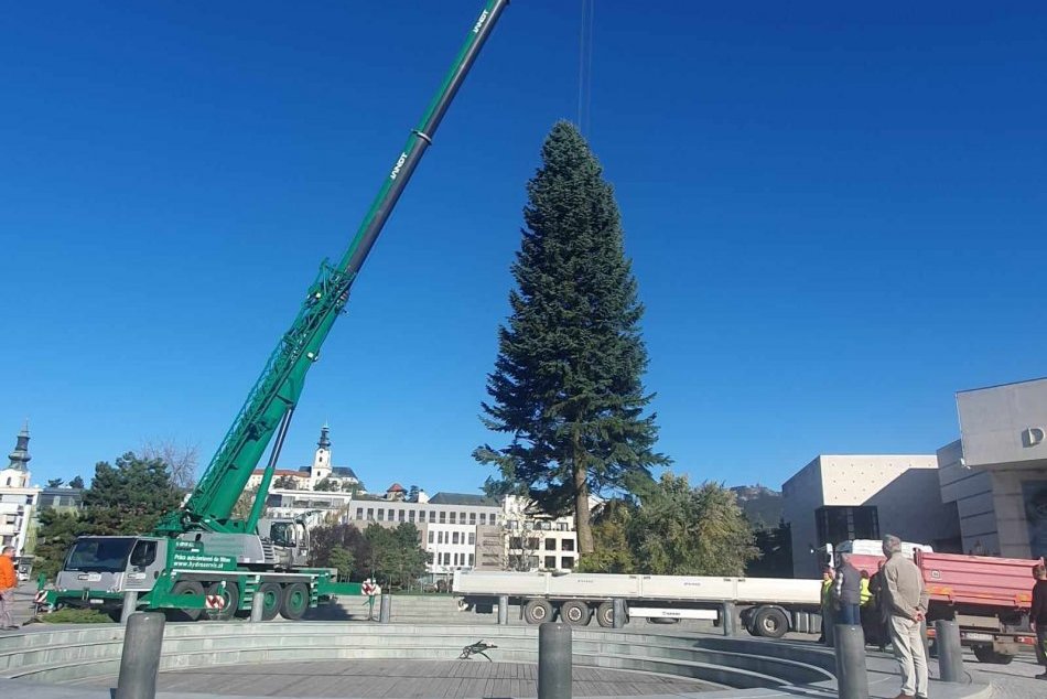Nitra už má vianočný stromček: Ďalšie dva pribudnú na najväčších sídliskách