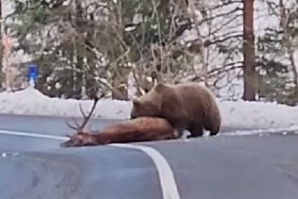 V OBRAZOCH: Na Podpoľaní útočil medveď na jeleňa
