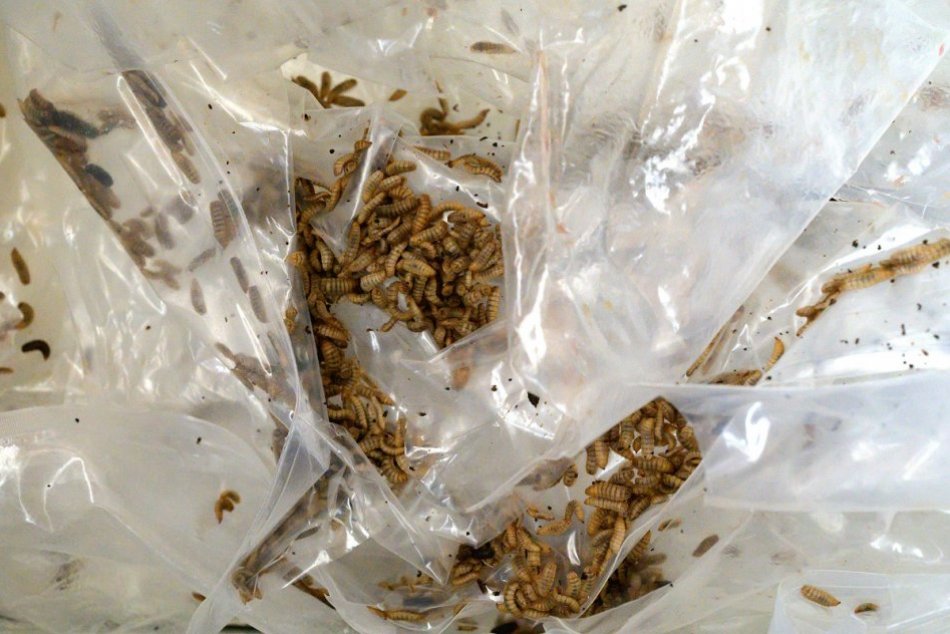 Plasty pred recykláciou vyčistia larvy muchy čiernej, FOTO