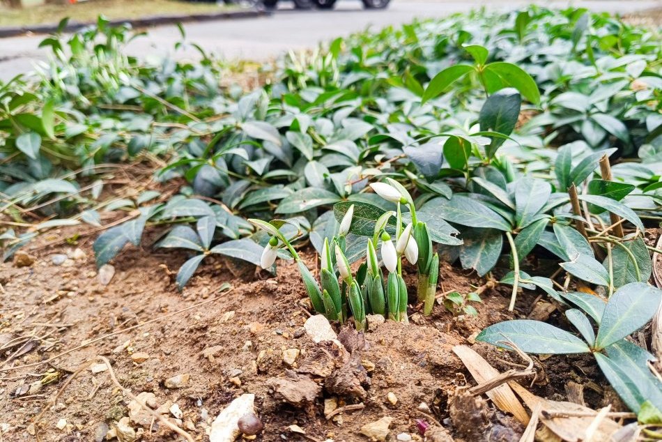 V OBRAZOCH: V Bystrici už kvitnú prví poslovia jari