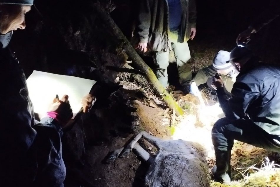 V OBRAZOCH: V lese na strednom Slovensku našli uhynuté telá zvierat