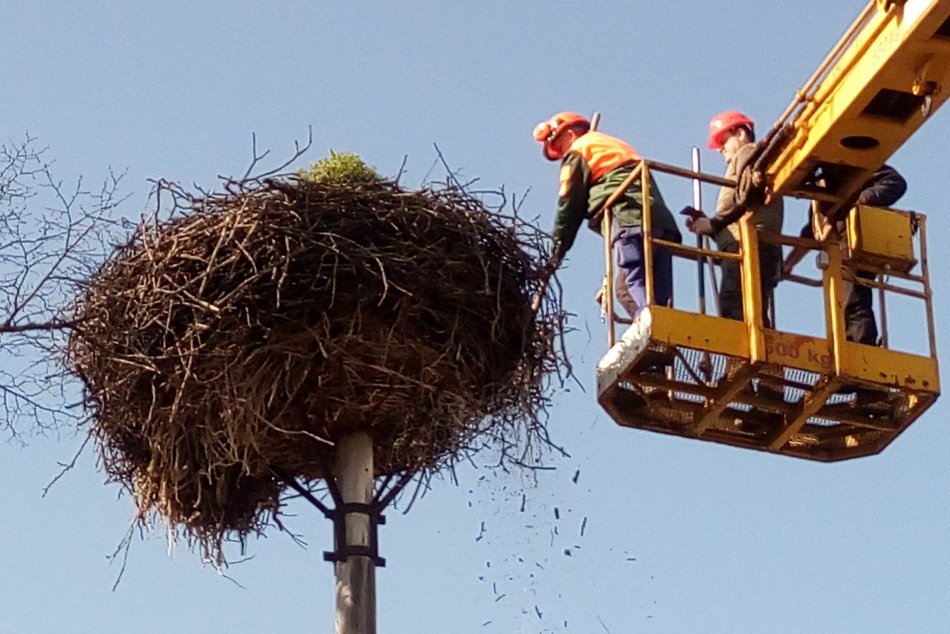 Zalužice a ochranári upravili 20-ročné 600-kilogramové bocianie hniezdo