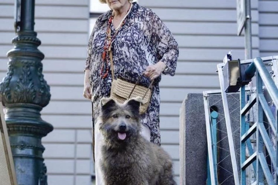 V OBRAZOCH: Adoptovaný psík Šípek zahviezdil vo filme
