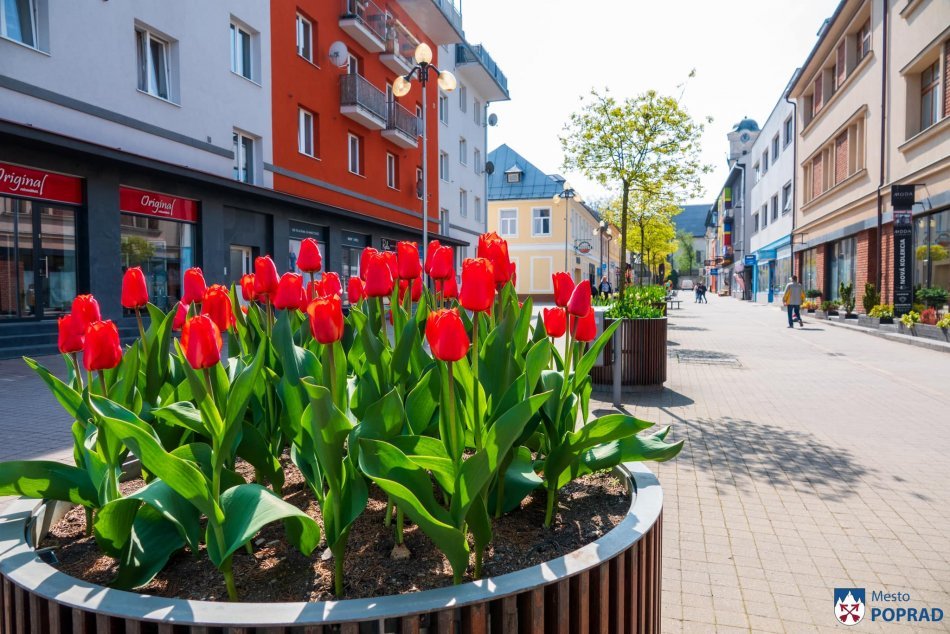 Tulipány i ďalšie kvetiny už skrášľujú mesto Poprad