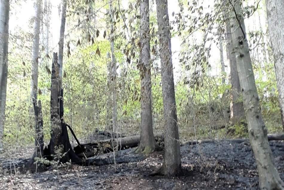 V OBRAZOCH: Následky požiaru v Dobročskom pralese