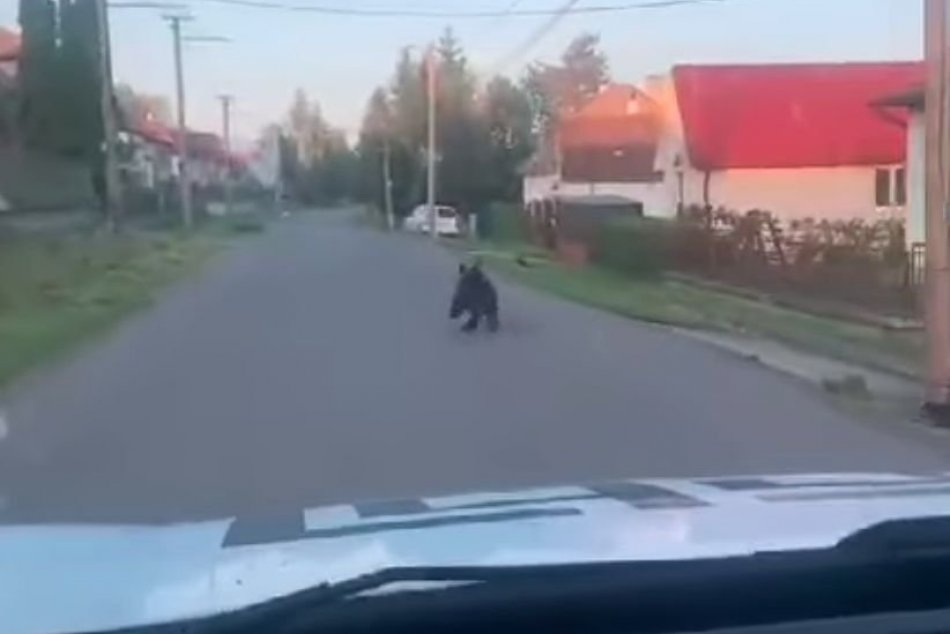 V OBRAZOCH: Medveď uháňal pred autom v Očovej