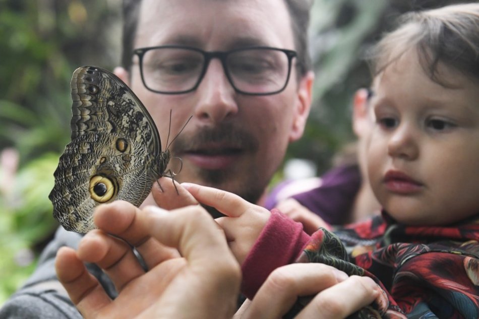 Výstava Motýle exotických trópov v areáli Botanickej záhrady UPJŠ v Košiciach
