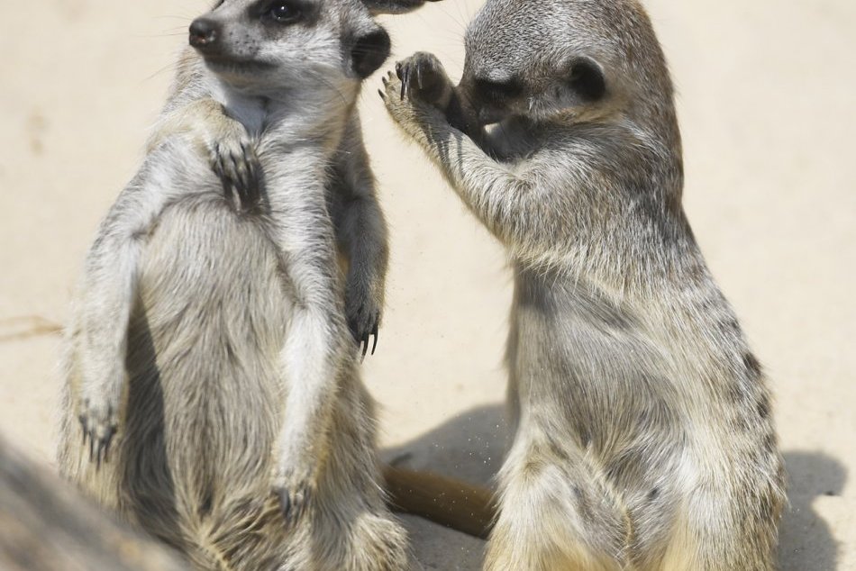 Mláďatá v košickej zoo