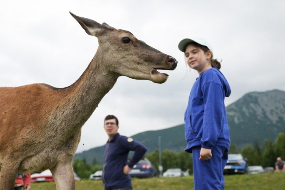 Pózy nádhernej jelenice v Tatrách prekvapili turistov