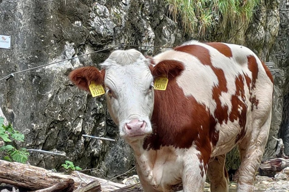 Uviaznutú kravu v Slovenskom raji utratili