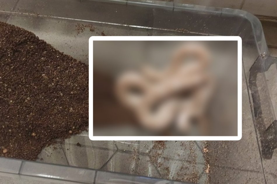 Bezdomovec našiel v kontajneri bieleho hada