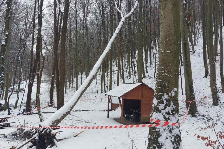 Nebezpečne naklonený strom nad Kostoľanmi nad Hornádom