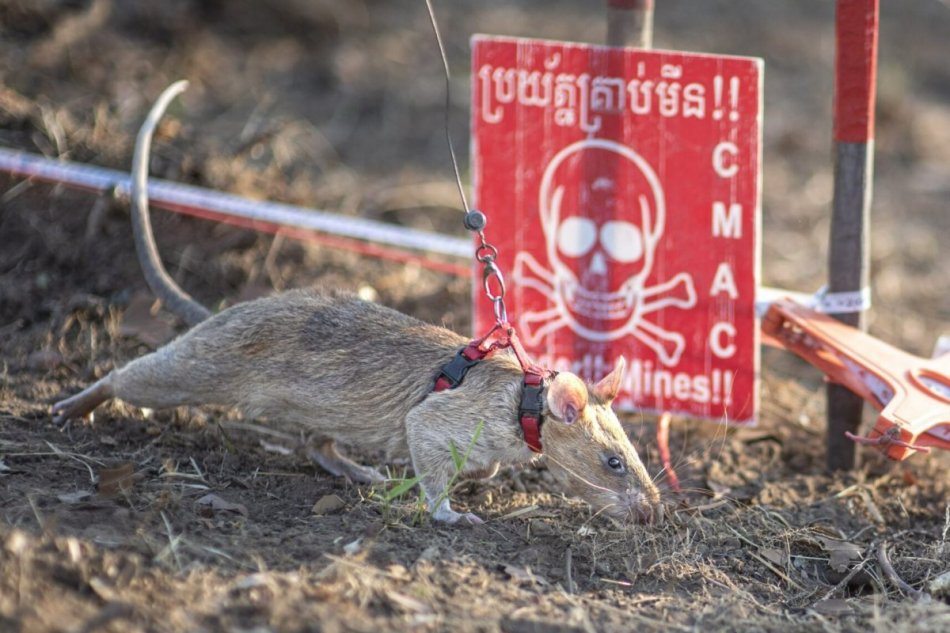 Potkan získal svetový rekord: Odhalil vyše sto mín