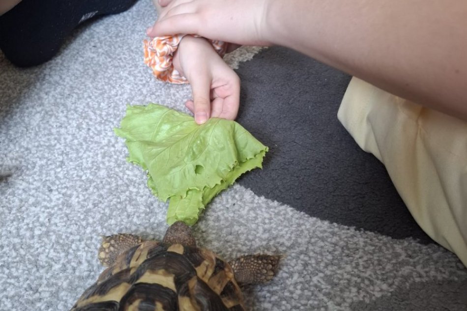 Zvieratá v nemocnici