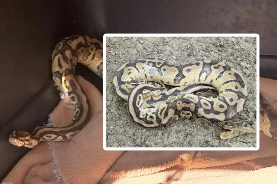 Chorvát našiel na chodníku pytóna: Nezľakol sa a zobral ho domov