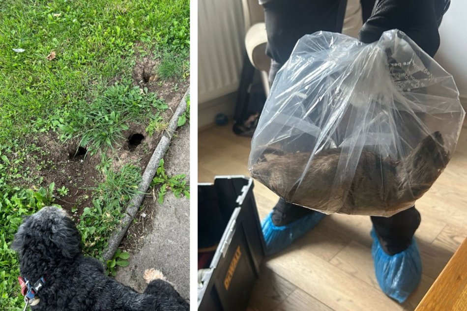Chytili potkana, ktorý bol veľký ako pes