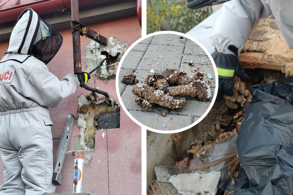 DHZ Hájske bojuje so sršňami