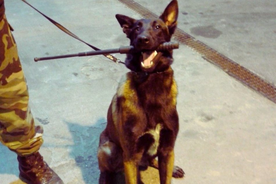 V OBRAZOCH: Policajný pes Ricky ide na dôchodok