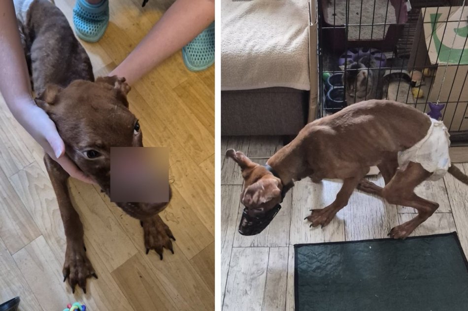 Polícia žene odobrala psa v strašnom stave