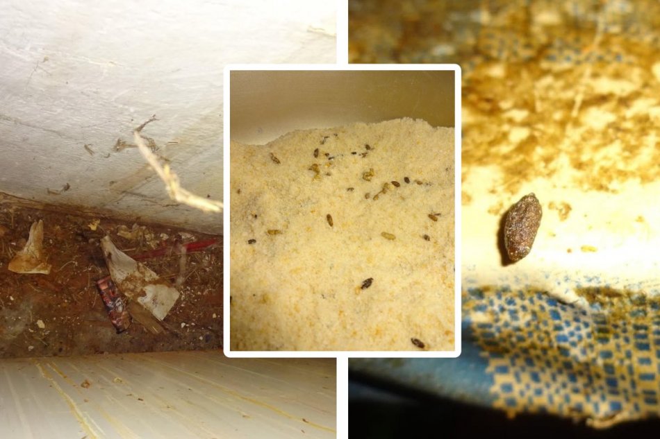 V sklade reštaurácie našli myší trus