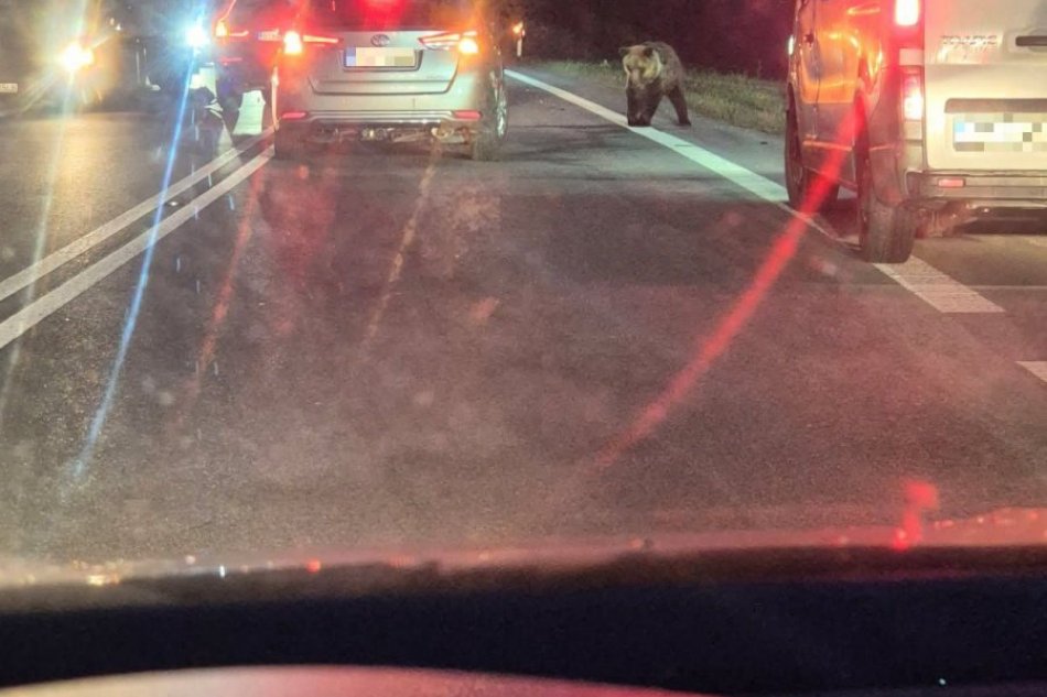 V OBRAZOCH: Vodičov pri Slovenskej Ľupči zaskočil medveď