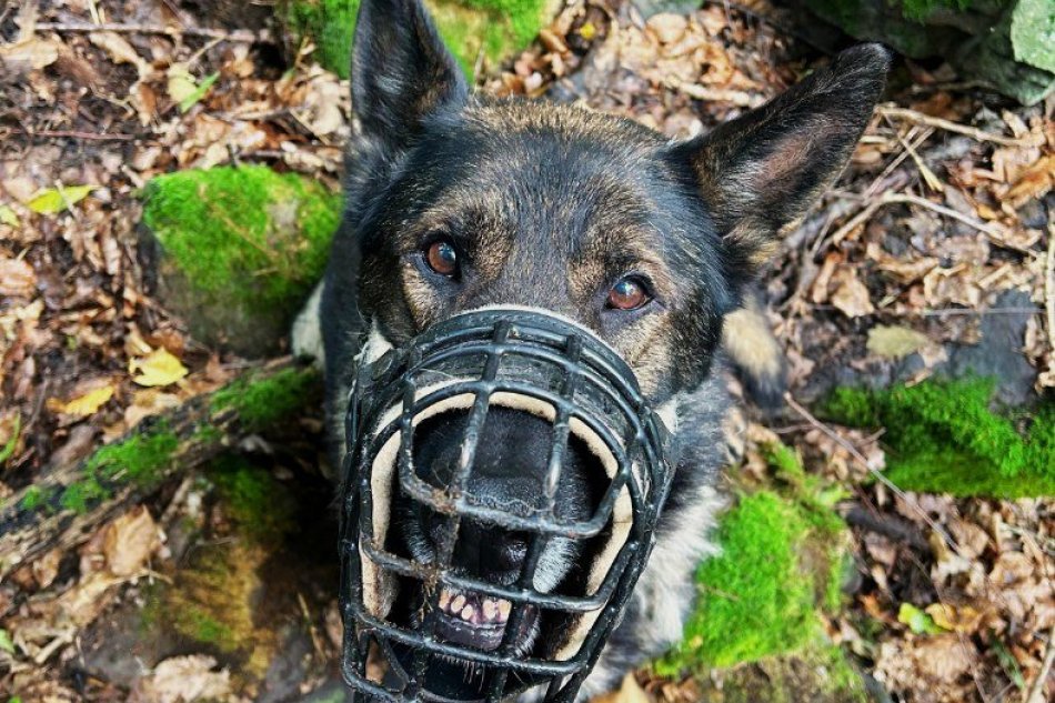 V OBRAZOCH: Štvornohý policajt Dempsey objavil vysileného muža v lese