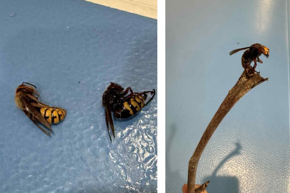 Sršne v športovej hale v Modranke