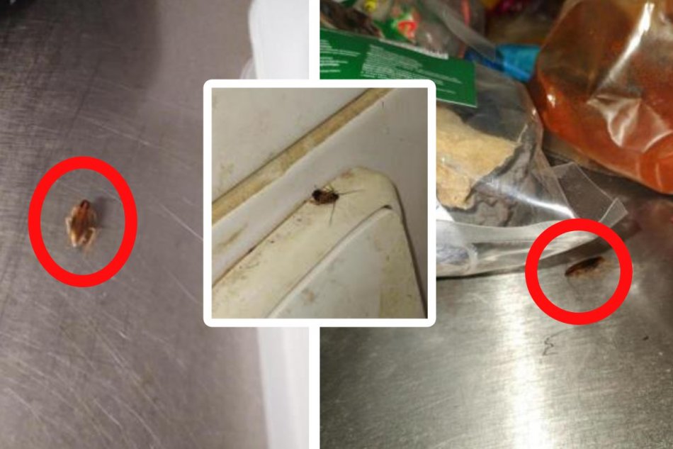 Inšpektori zatvorili podnik, našli v ňom šváby